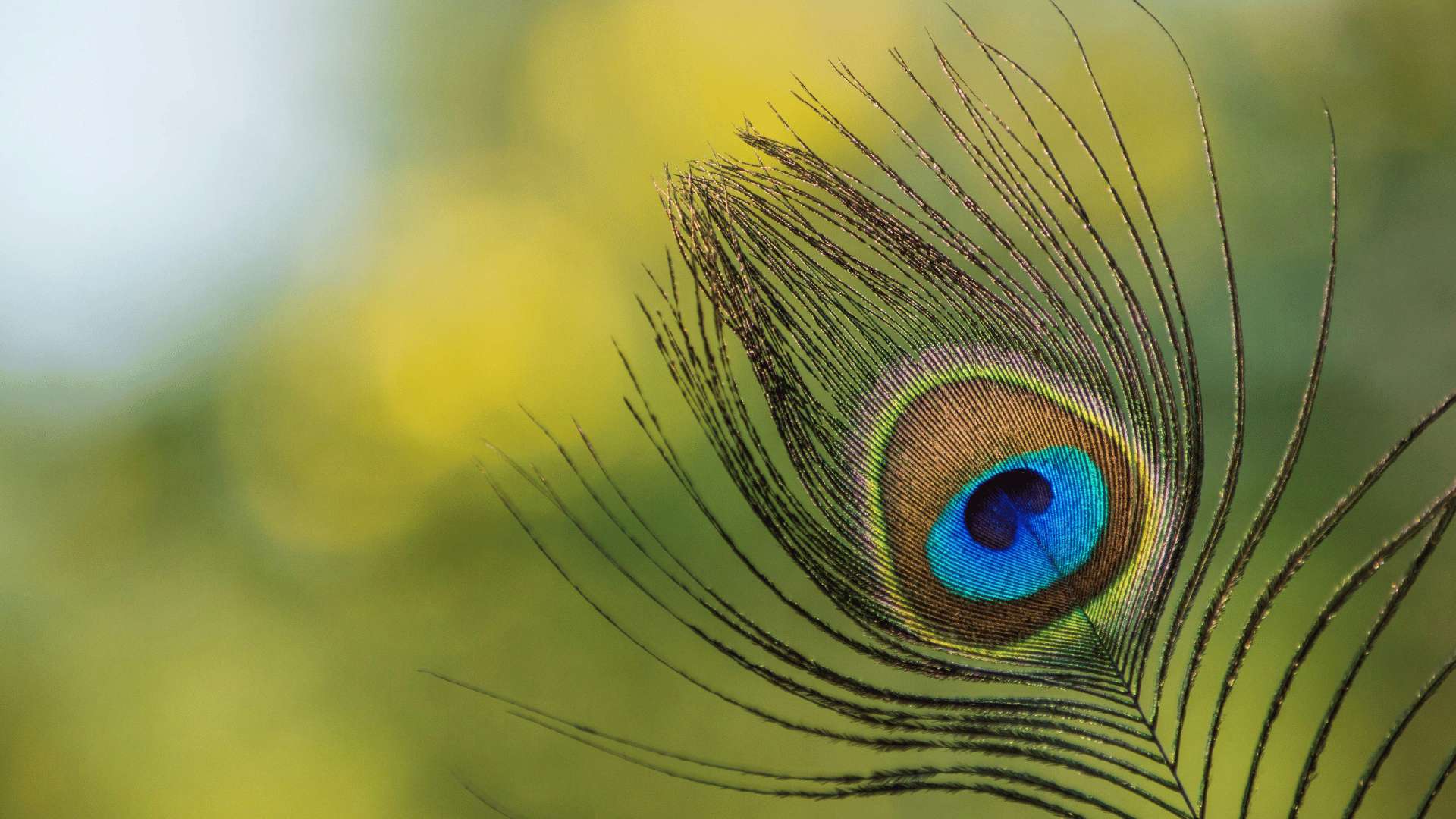 La piuma di un pavone